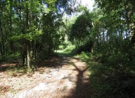 SOLD!  29 Acres of Hunting and Farm Land For Sale in Duplin County NC!