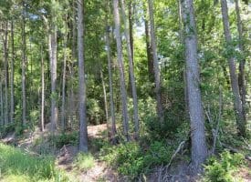 SOLD!!  460 Acres of Timber Land For Sale in Columbus County NC!