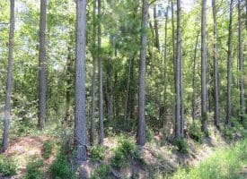 SOLD!!  460 Acres of Timber Land For Sale in Columbus County NC!