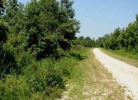 SOLD!! 71 Acres of Hunting Land For Sale in Bladen County NC!