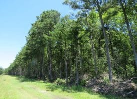 SOLD!!  460 Acres of Timber Land For Sale in Columbus County NC!