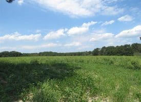 SOLD!!  70 Acres of Farm and Timber Land For Sale in Scotland County NC!