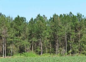 SOLD!!  97 Acres of Farm and Timber Land For Sale in Columbus County NC!