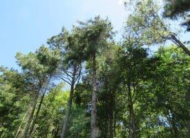 SOLD!!  460 Acres of Timber Land For Sale in Columbus County NC!