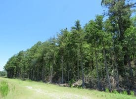 SOLD!!  460 Acres of Timber Land For Sale in Columbus County NC!