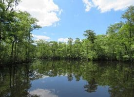 SOLD!! 65 Acres of Hunting and Residential Land For Sale in Horry County SC!