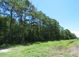 SOLD!!  460 Acres of Timber Land For Sale in Columbus County NC!