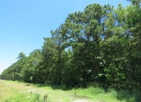SOLD!!  460 Acres of Timber Land For Sale in Columbus County NC!