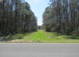 SOLD!  39 Acres of Timber and Hunting Land For Sale in Cumberland County NC!