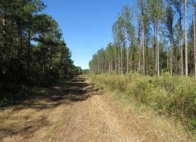 SOLD!!  365 Acres of Timber and Hunting Land For Sale in Columbus County NC!