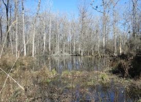 SOLD!!  110 Acres of Farm and Timber Land For Sale in Columbus County NC!