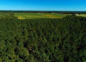 SOLD!!  97 Acres of Farm and Timber Land For Sale in Columbus County NC!