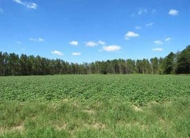 SOLD!!  97 Acres of Farm and Timber Land For Sale in Columbus County NC!