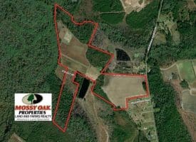 SOLD!!  110 Acres of Farm and Timber Land For Sale in Columbus County NC!