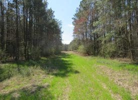SOLD!  39 Acres of Timber and Hunting Land For Sale in Cumberland County NC!