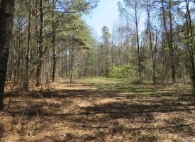 SOLD!  39 Acres of Timber and Hunting Land For Sale in Cumberland County NC!