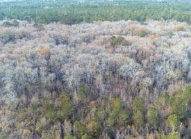 SOLD!!  139 Acres of Timber and Hunting Land For Sale in Hoke County NC!
