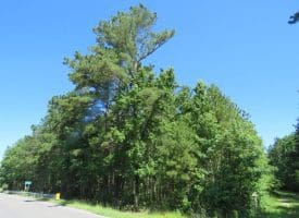 SOLD!!  460 Acres of Timber Land For Sale in Columbus County NC!