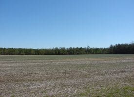 SOLD!!  36 Acres of Farm and Timber Land For Sale in Robeson County NC!
