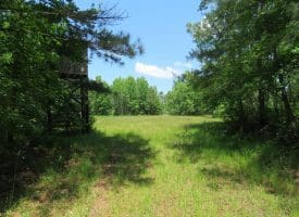 SOLD!!  81 Acres of Hunting and Timber Land For Sale in Brunswick County NC!