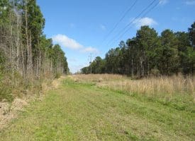 SOLD!!  138 +/- Acres of Farm and Timber Land For Sale in Brunswick County NC!