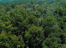 SOLD!!  5 Acres of Residential and Hunting Land For Sale in Brunswick County NC!