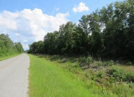 SOLD!! 101 Acres of Timber Land For Sale in Sampson County NC!
