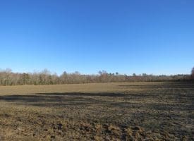 SOLD!!  47 Acres of Farm and Timber Land For Sale in Columbus County NC!