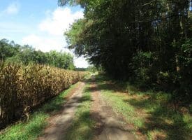 SOLD!  29 Acres of Hunting and Farm Land For Sale in Duplin County NC!