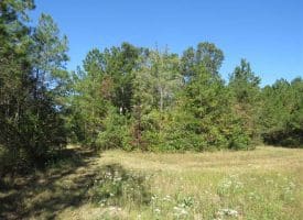 SOLD!!  365 Acres of Timber and Hunting Land For Sale in Columbus County NC!