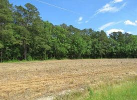 SOLD!!  20 Acres of Farm Land For Sale in Robeson County NC!
