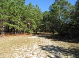 SOLD!!  58 Acres of Farm and Timber Land For Sale in Scotland County NC!