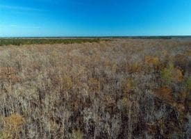 SOLD!!  21 Acres of Residential and Hunting Land in Pender County NC!