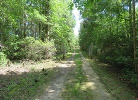 SOLD!! 65 Acres of Hunting and Residential Land For Sale in Horry County SC!