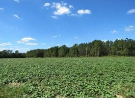 SOLD!!  97 Acres of Farm and Timber Land For Sale in Columbus County NC!