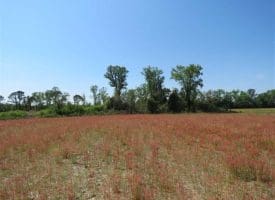 SOLD!!  20 Acres of Farm and Hunting Land For Sale in Robeson County NC!