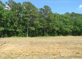 SOLD!!  20 Acres of Farm Land For Sale in Robeson County NC!