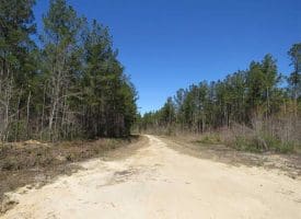 SOLD!!  365 Acres of Timber and Hunting Land For Sale in Columbus County NC!