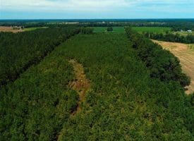 SOLD!!  29 Acres of Farm and Timber Land For Sale in Duplin County NC!