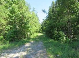 SOLD!!  460 Acres of Timber Land For Sale in Columbus County NC!