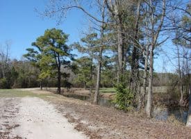SOLD!!  36 Acres of Farm and Timber Land For Sale in Robeson County NC!