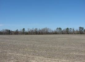 SOLD!!  50 Acres of Farm and Timber Land For Sale in Robeson County NC!