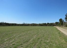 SOLD!!  58 Acres of Farm and Timber Land For Sale in Robeson County NC!