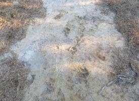 SOLD!!  106 Acres of Residential Farm and Timber Land For Sale in Sampson County NC!