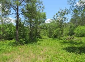 SOLD!!  81 Acres of Hunting and Timber Land For Sale in Brunswick County NC!