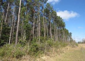 SOLD!!  138 +/- Acres of Farm and Timber Land For Sale in Brunswick County NC!