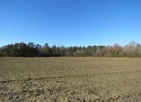 SOLD!!  47 Acres of Farm and Timber Land For Sale in Columbus County NC!