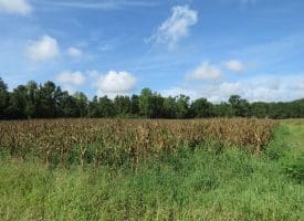 SOLD!  29 Acres of Hunting and Farm Land For Sale in Duplin County NC!