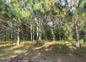 SOLD!! 25 Acres of Timber Land For Sale in Hoke County NC!