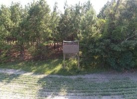 SOLD!!  113 Acres of Timber and Farm Land For Sale in Hoke County NC!